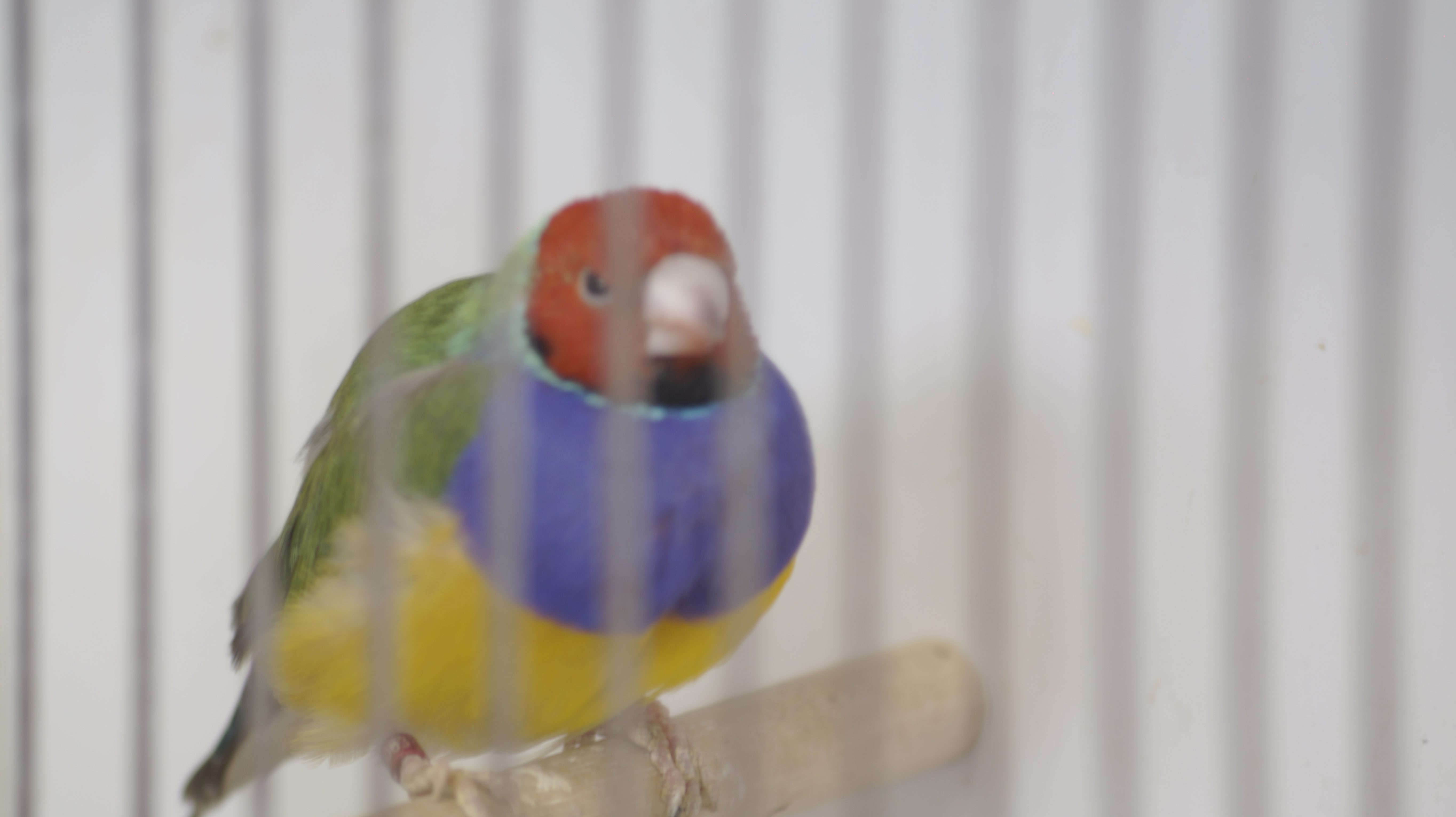 L'Expo oiseaux de Thieulloy-la-Ville