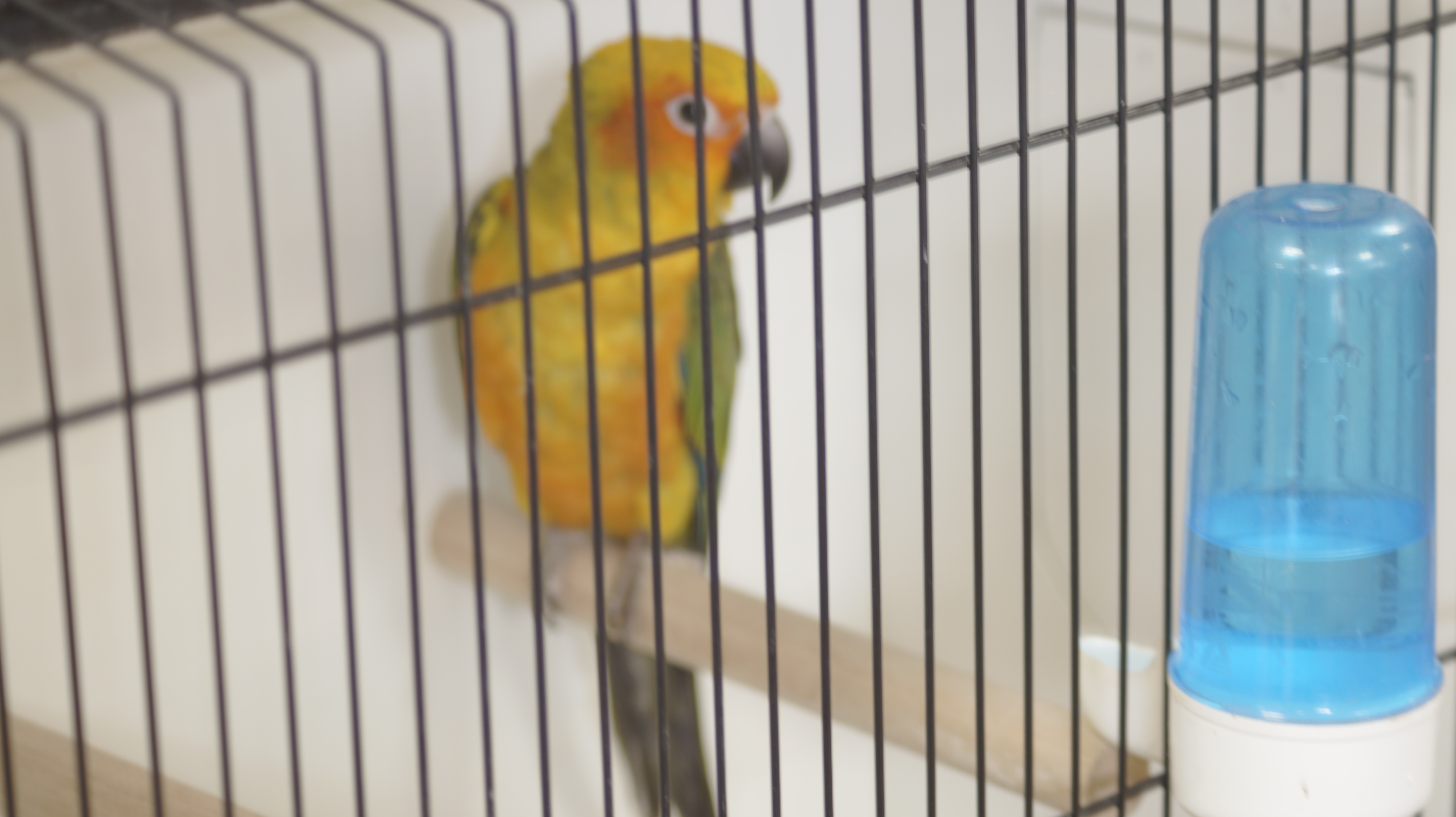 L'Expo oiseaux de Thieulloy-la-Ville — photo 3