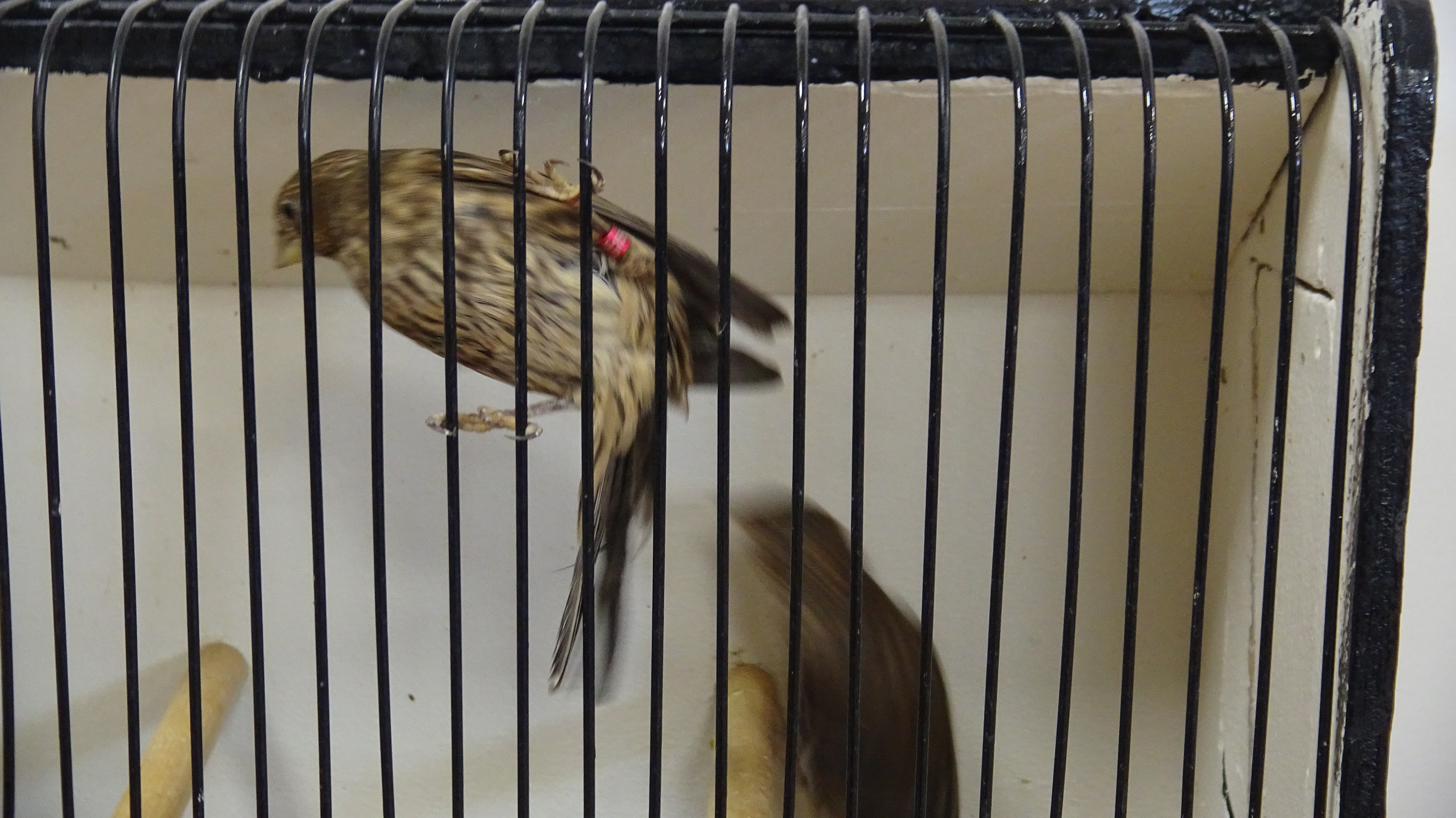 L'Expo oiseaux de Thieulloy-la-Ville — photo 4