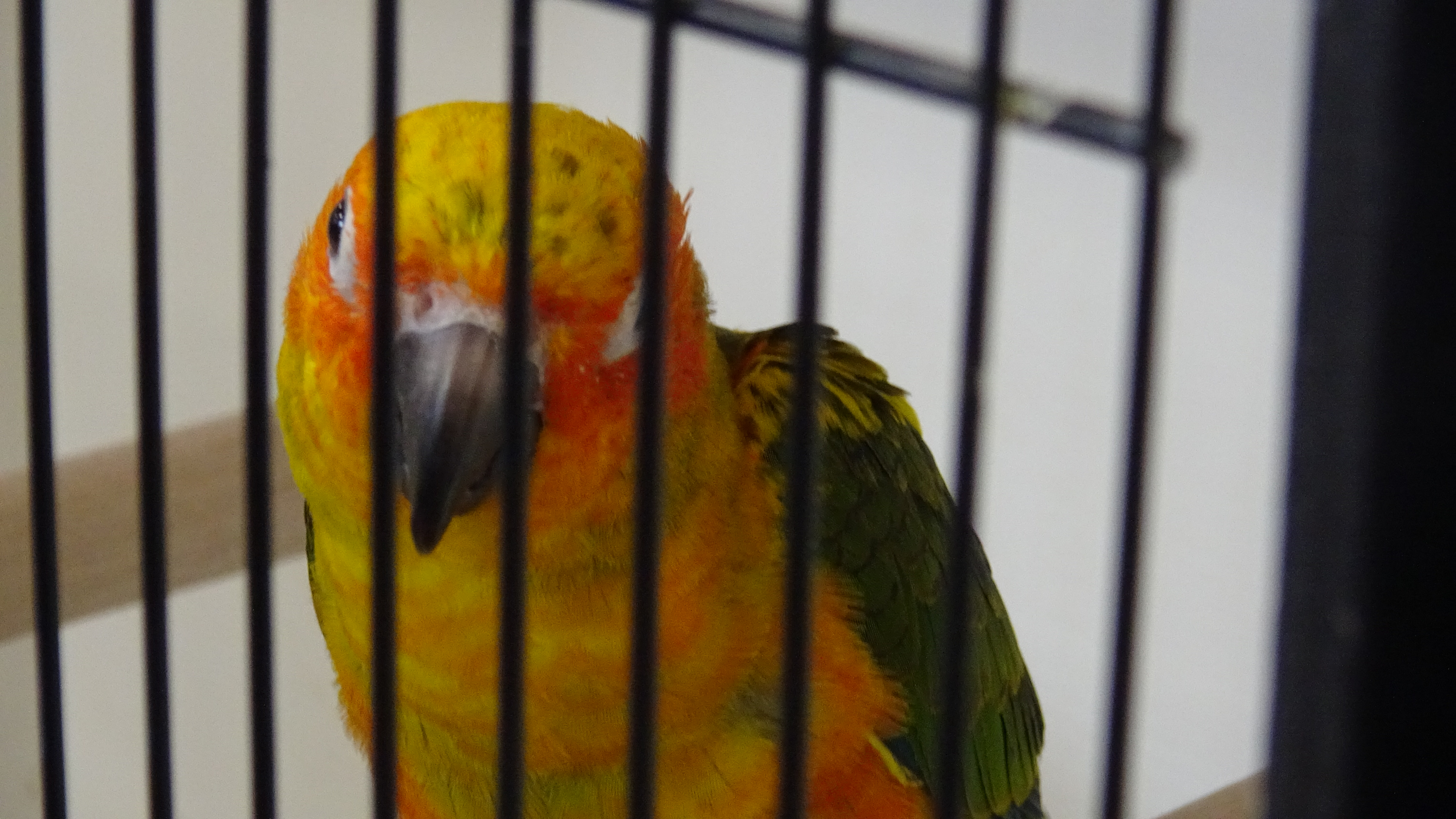 L'Expo oiseaux de Thieulloy-la-Ville
