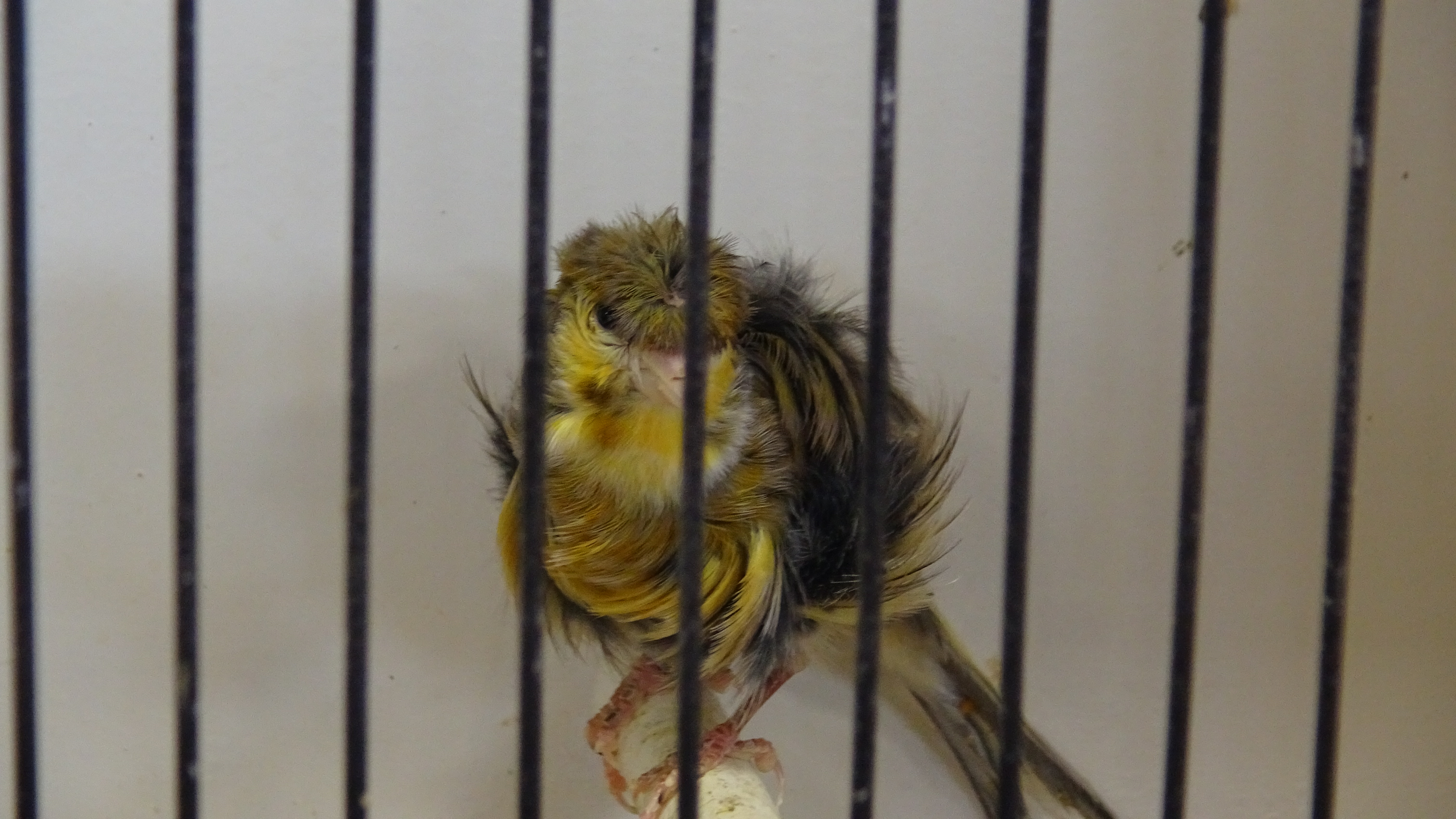 L'Expo oiseaux de Thieulloy-la-Ville — photo 6