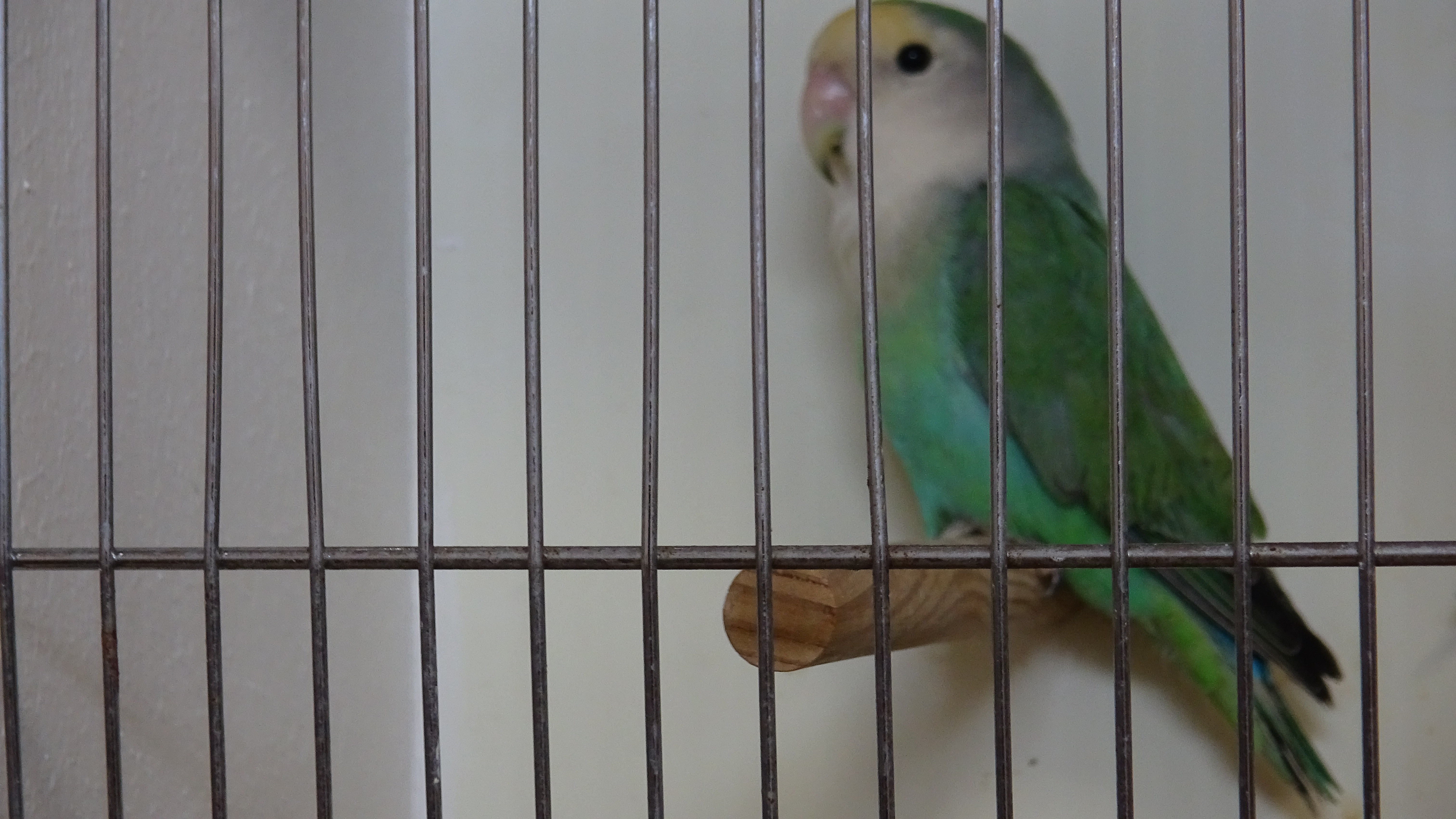 L'Expo oiseaux de Thieulloy-la-Ville — photo 7
