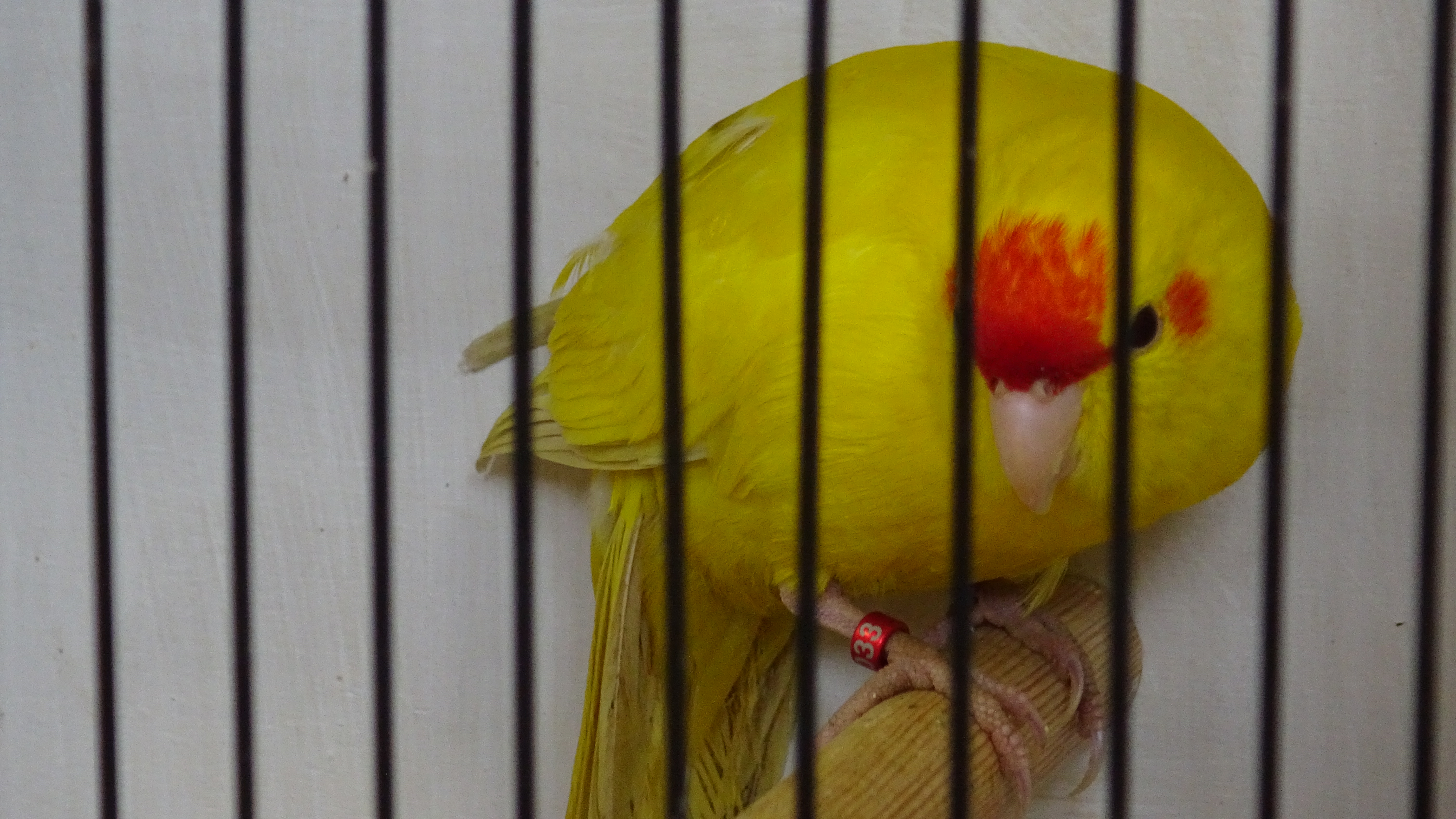 L'Expo oiseaux de Thieulloy-la-Ville — photo 8