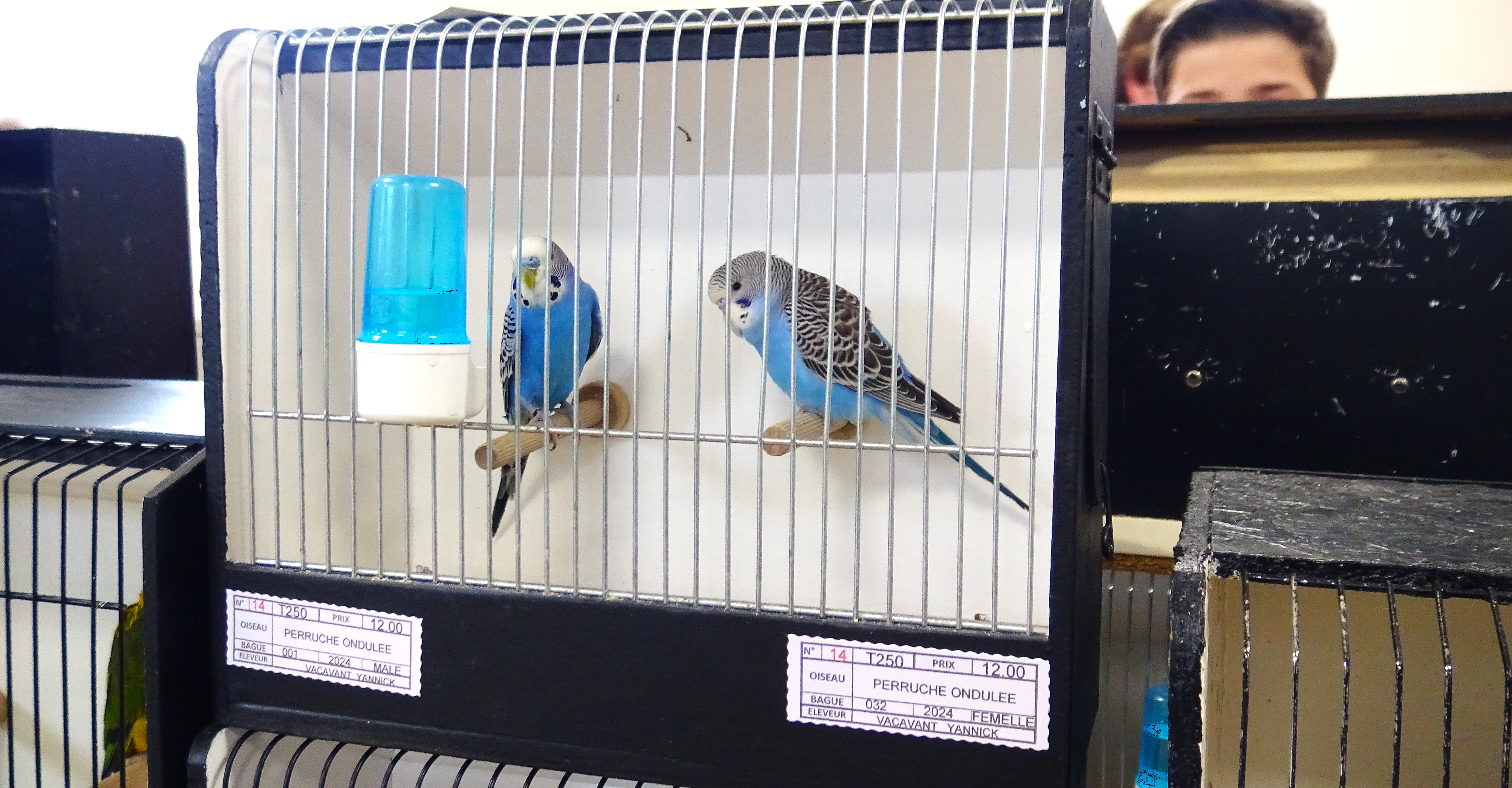 L'Expo oiseaux de Thieulloy-la-Ville — photo 9